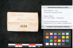 Foto (Objekt + Etikett) von Cinnamomum scheuchzeri Heer (NHMW-GEO-2024-0188-8133)